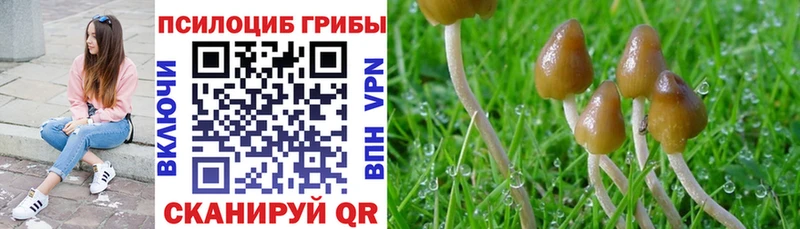 Псилоцибиновые грибы Psilocybe  Кулебаки 
